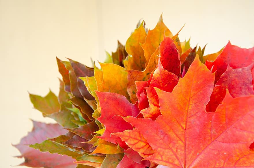 rudenī, kļava, lapas, kritums, sausas lapas, kritusas lapas, zaļumi, sezonā, raksturs, apelsīns, brūna