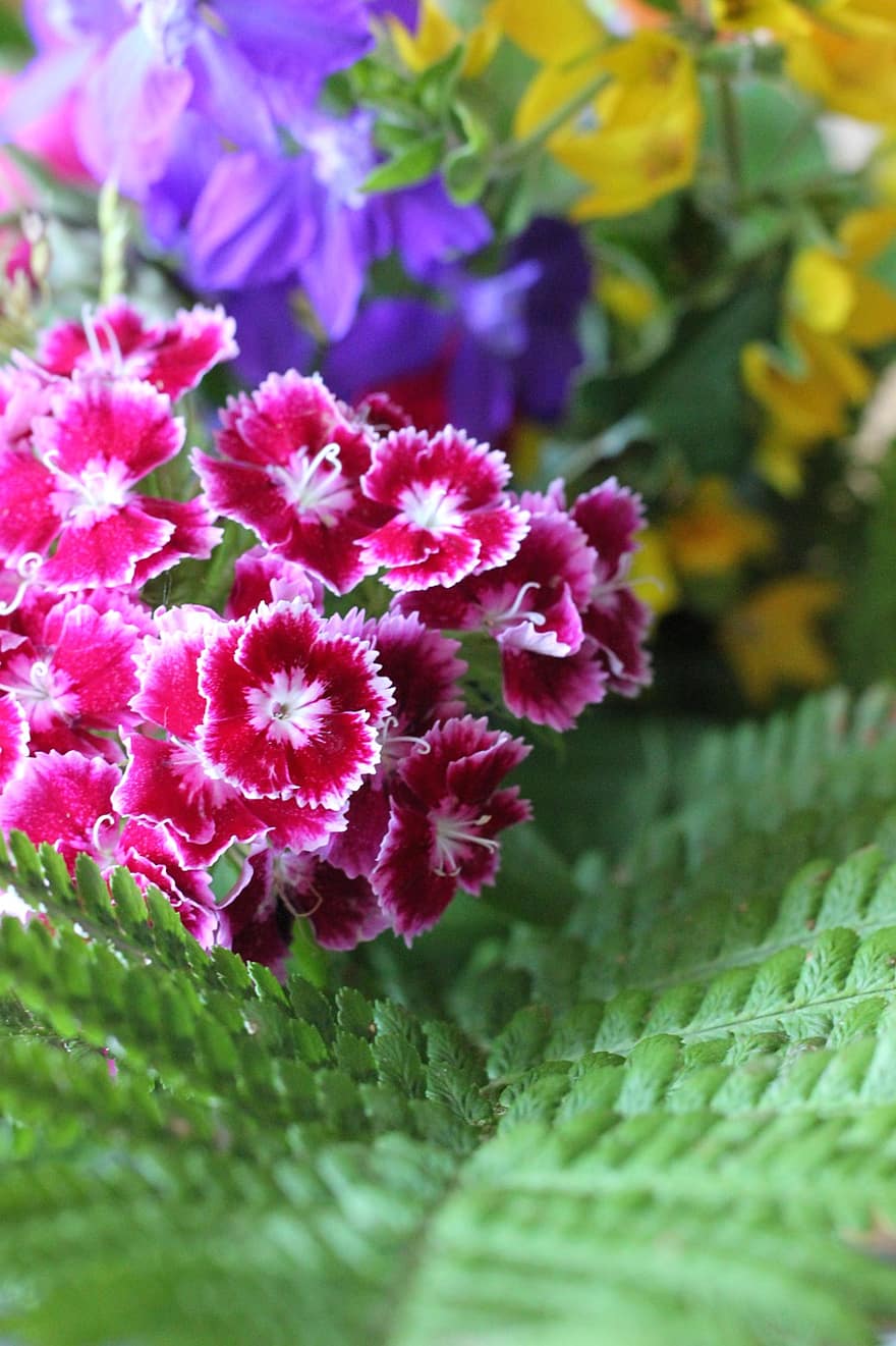 сладък Уилям, цветя, букет, розови цветя, пролетни цветя, разцвет, растение