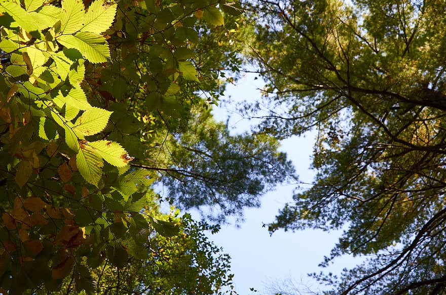 Grün, Blätter, Nahansicht, Baum, Ast, Natur, Sommer-, Wachstum, Laub, Tag, natürlich
