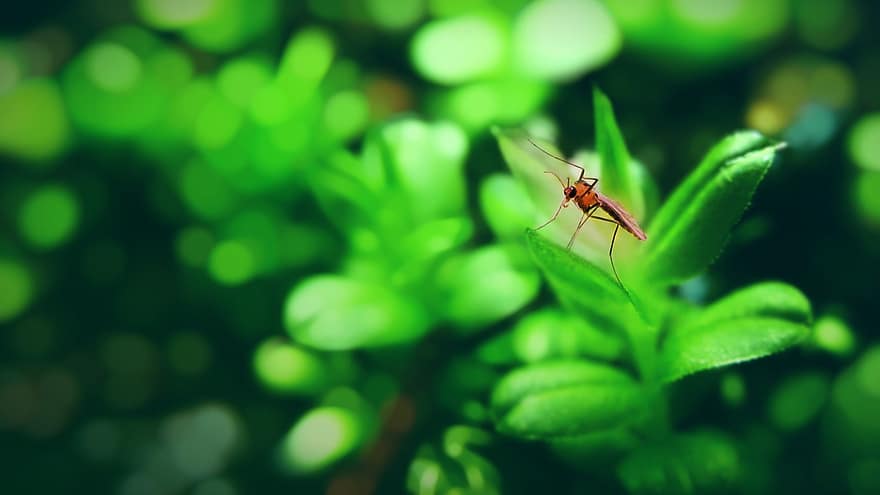 комар, насекомо, листа, растение, природа, едър план, макро, зелен цвят, листо, лято, фонове
