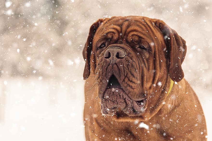 mastín francés, perro, nieve, mascota, animal, cara, cabeza, dogo de Burdeos, Perro domestico, perro grande, guardaespaldas