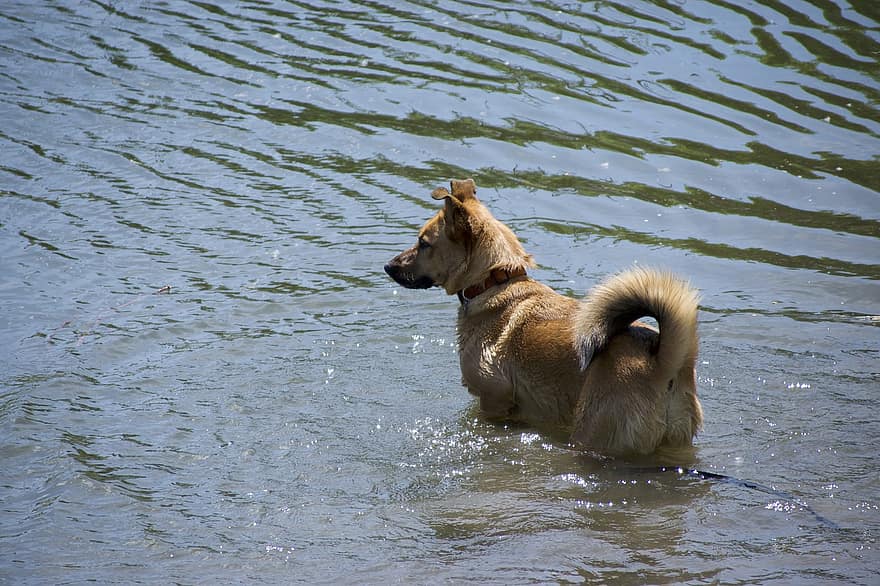 gos, mascota, aigua, animal, caní, mutt, cadell, naturalesa, riu, Mutt groc, a l'aire lliure
