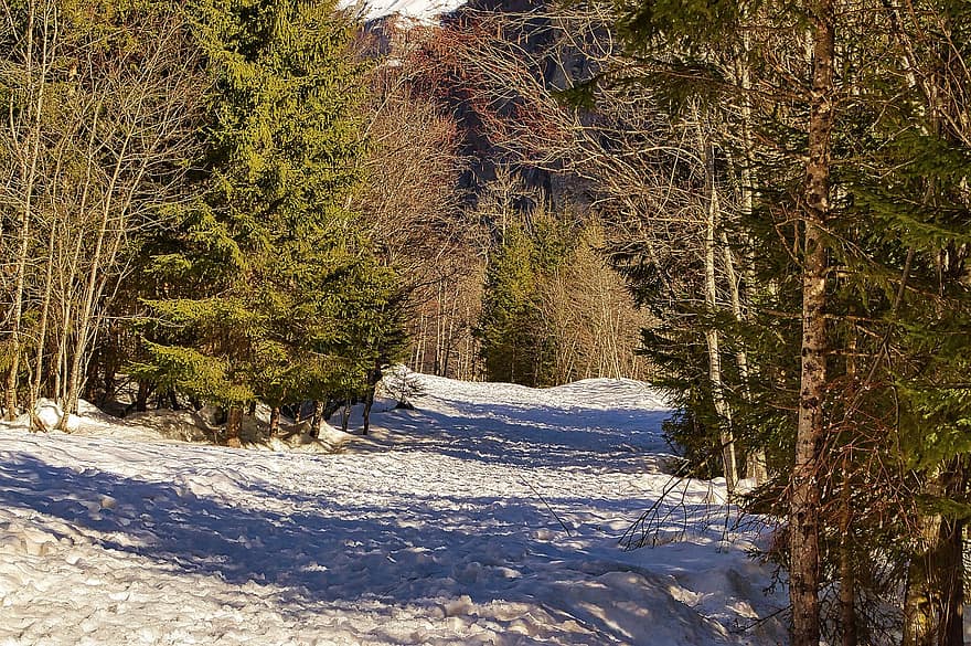 hivern, ruta, naturalesa, bosc, arbres, avet, conífera, Camí, neu, paisatge, boscos