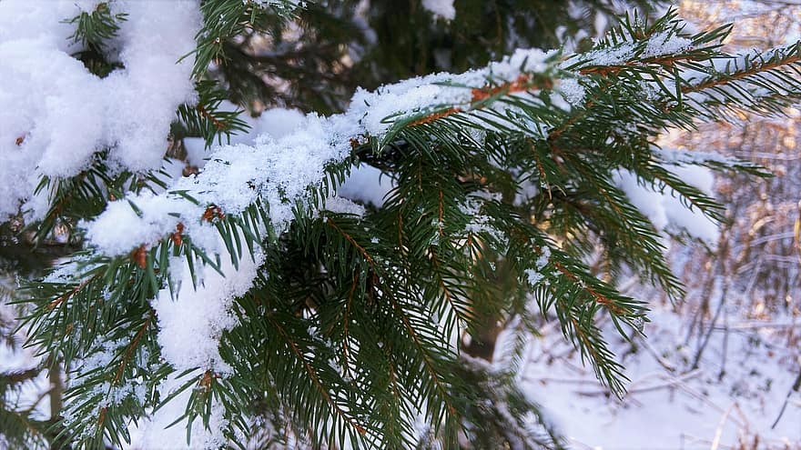Bos, winter, natuur, net, sneeuw, takje, evergreen