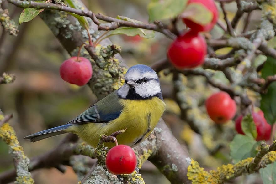 Blue Tit, Tree, Bird, Tit, Small Bird, Beak, Perched, Perched Bird, Fruits, Berries, Feathers