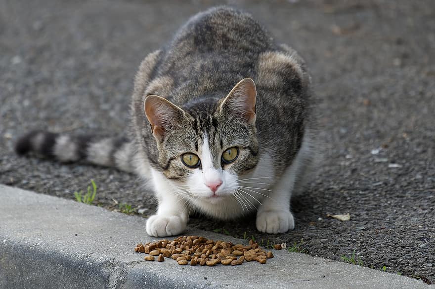 kat, huisdier, katachtig, buitenshuis, straat, voedsel, op zoek, huisdieren, schattig, huiskat, katje