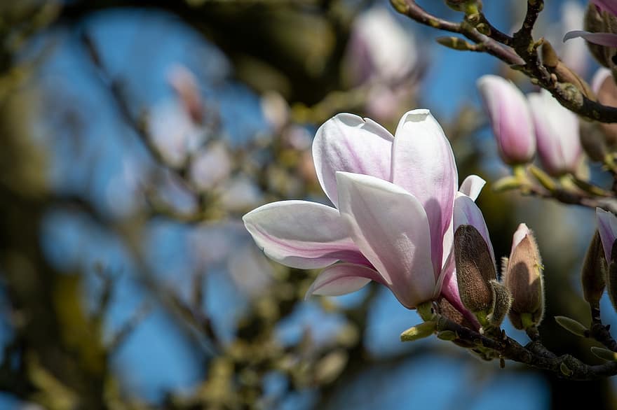 花、マグノリア、モクレンの木、ホワイトピンクフラワー、白いバラの花びら、春、咲く、フローラ、自然、青い背景、花の背景