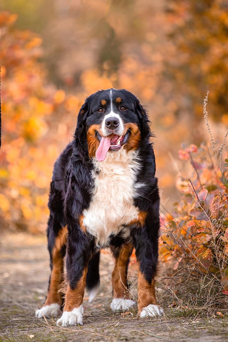 bernese mountain dog, куче, домашен любимец, портрет, животно, чистокръвен, домашно куче, кучешки, бозайник, сладък