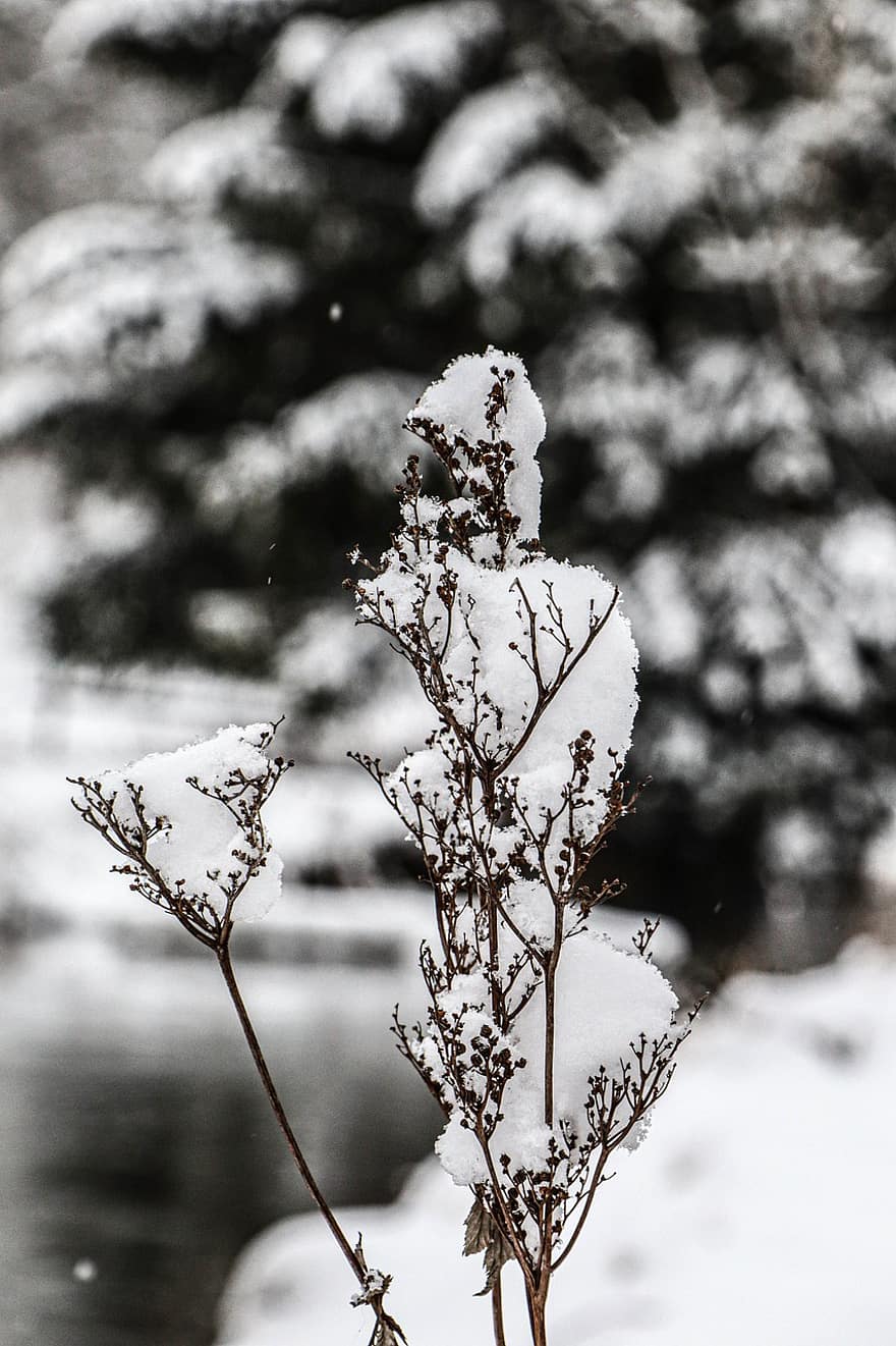 rostlina, sníh, mráz, led, zamrzlý, zimní, Studený, Příroda, detailní, řeka