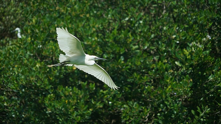 малка бяла чапла, птица, храст, градина, egretta garzetta, Макао, Coloane, Екологична защитена зона Cotai, Наблюдение на птици, Южен Китай Birding, летяща птица