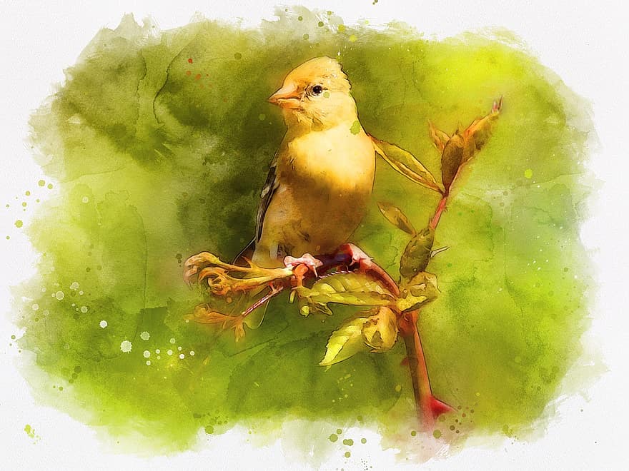 Fotokunst, digitale Zeichnung, Vogelmalerei, Stieglitz, Vogel, thront, gelber Vogel, Vogel thront auf einem Ast, Tierwelt, Ast