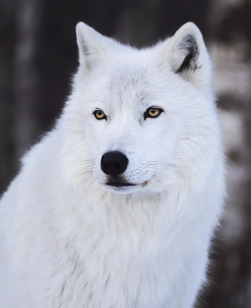 hvit ulv, dyr, dyreliv, arktisk ulv, ulv, rovdyret, pattedyr, hode, portrett, Grå ulv