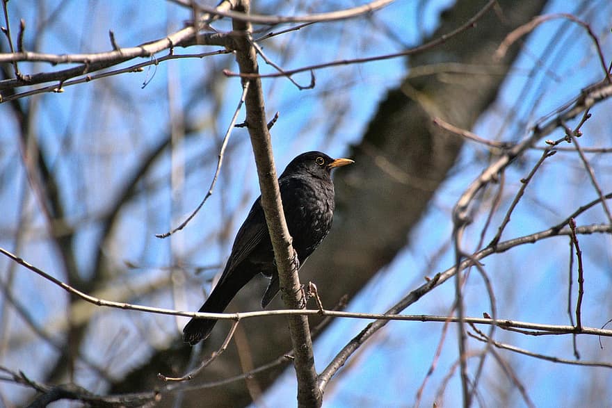 Blackbird, Bird, Branch, Perched, Animal, Wildlife, Feathers, Plumage, Beak, Nature