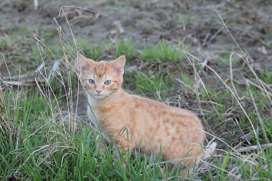 Kitten, Ginger Cat, Outdoors, Grass, Feline, cute, pets, domestic cat, young animal, looking, domestic animals