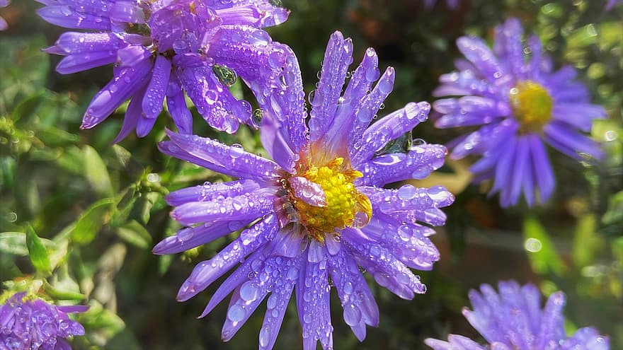 Asters, Flowers, Plant, Purple Flowers, Dew, Wet, Dewdrops, Petals, Bloom, Nature, Raindrops