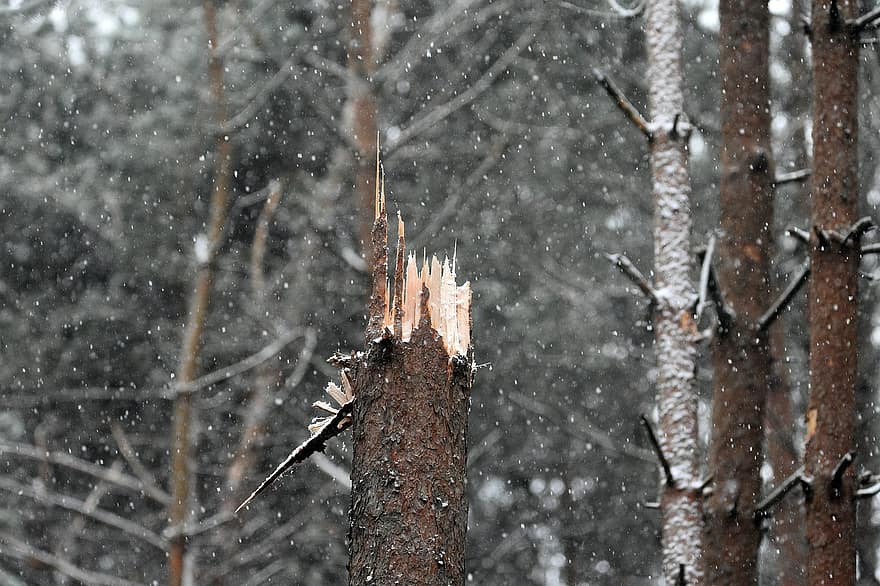 сломанное дерево, зима, снегопад, снег, повреждение ветра, повреждение, дерево, идет снег, лес, ветка, время года