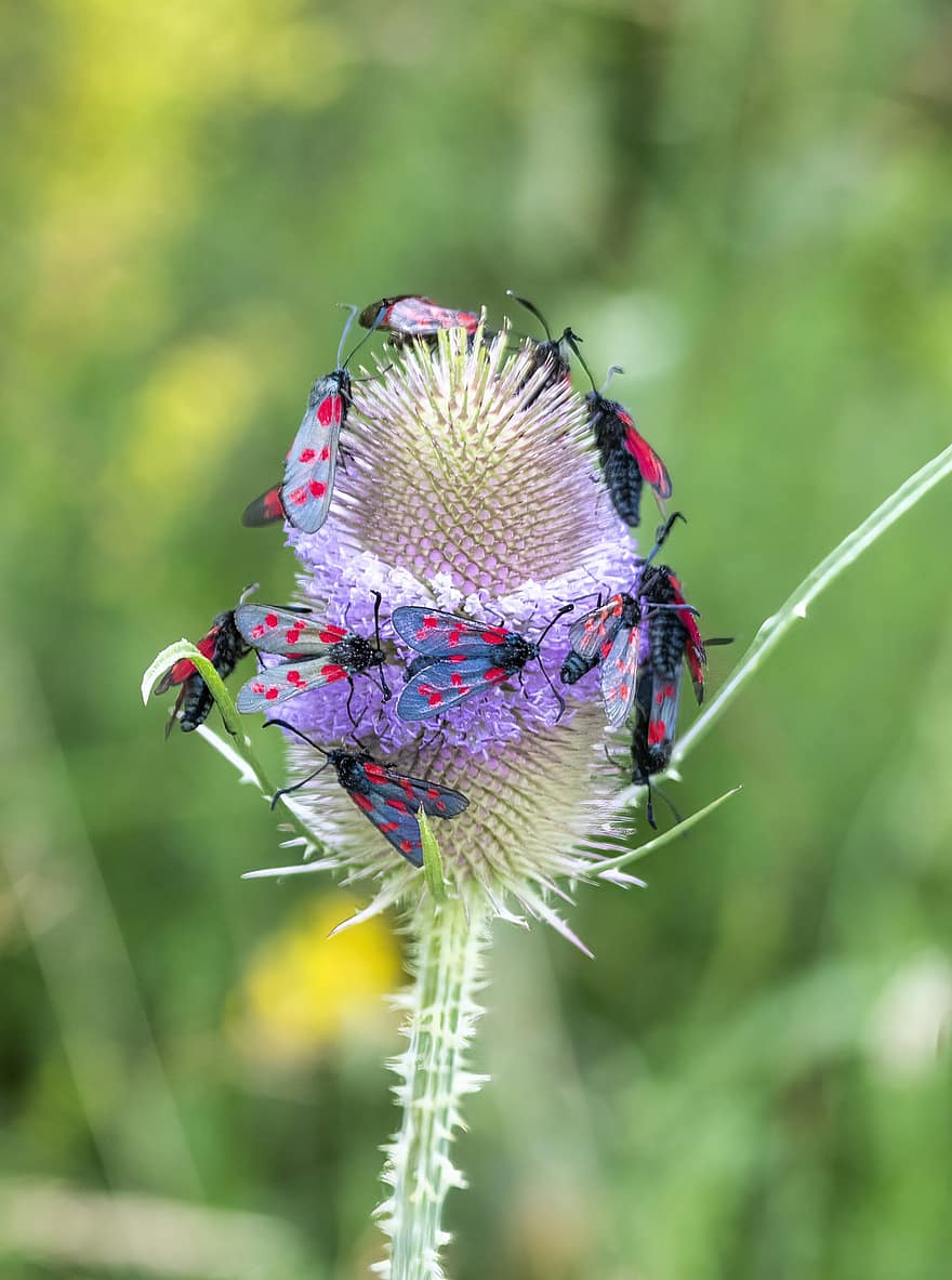Six Spot Burnet Moth, Insects, Teasel, Flower, Moth, Plant, Nature, Summer