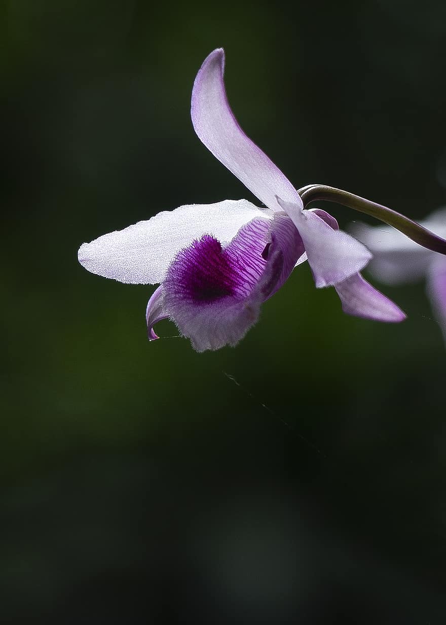 орхидея, цветок, цветок орхидеи, завод, фиолетовые лепестки, природа, цветение, лепестки, цвести, Флора