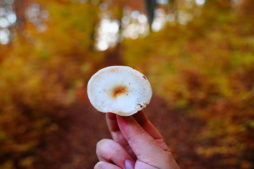 Mushroom, Fungus, Edible Mushroom, Toadstool, Nature, Closeup, White, Forest, Fall, Red, Autumn