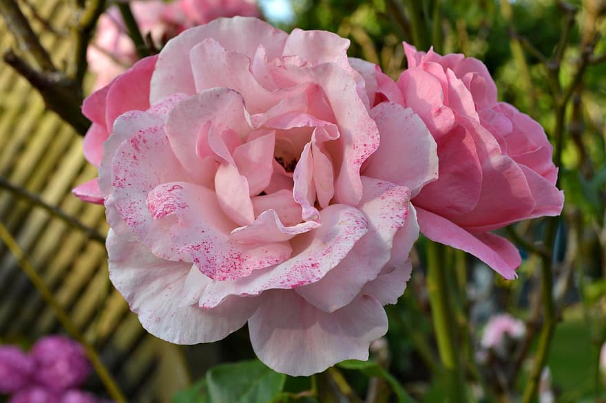 गुलाब का फूल, फूल, पौधा, गुलाबी गुलाब, गुलाबी फूल, पंखुड़ियों, फूल का खिलना, बगीचा, प्रकृति