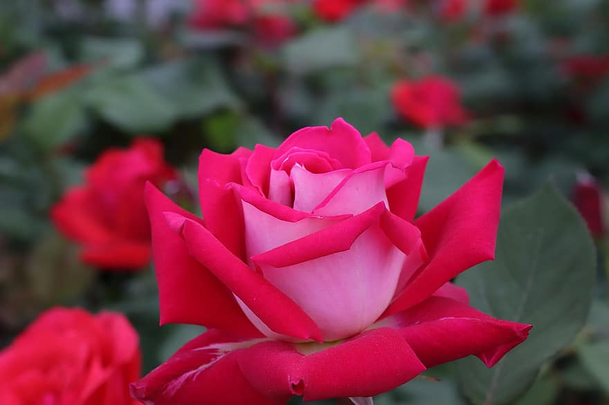 Rosa, flor, primavera, planta, Rosa roja, flor roja, floración, flor de primavera, jardín, naturaleza, de cerca
