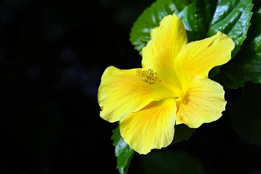 Flower, Hibiscus, Flora, plant, close-up, leaf, yellow, petal, summer, flower head, green color