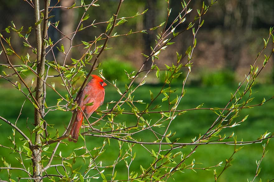 cardenal, pájaro, árbol, pájaro paseriforme, animal, fauna silvestre, fauna, naturaleza, posado, vistoso, mohan