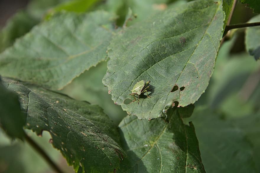 bug di scudo verde, insetto, le foglie, bug di scudo, fogliame, pianta, natura