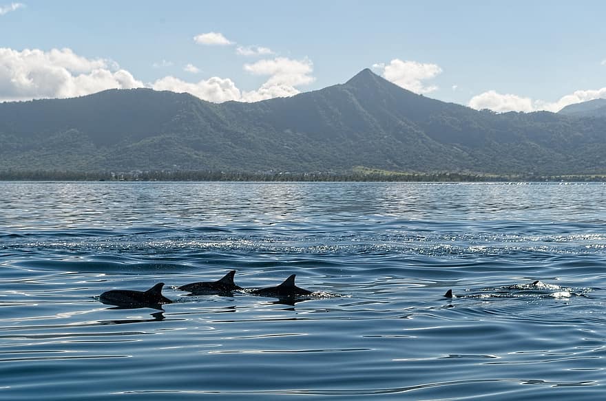 delfiner, fisk, akvatiske, pattedyr, hav, bjerg, svømme, besøg, turisme, ocean, dom