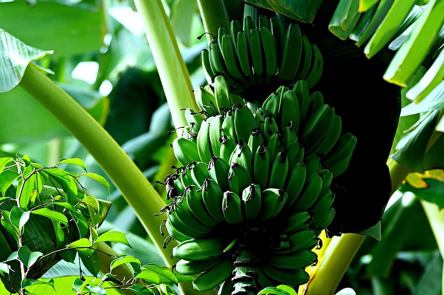 موز ، الفاكهة ، طعام ، شجرة الموز ، طازج ، صحي ، عضوي ، حلو ، ينتج ، نبات ، ورقة الشجر