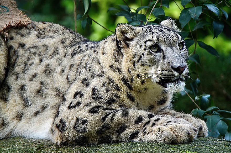 lumi leopardi, eläintarha, kissa, saalistaja, lihansyöjiä, metsästäjä, iso kissa, vaarallinen, samtpfoten, istua