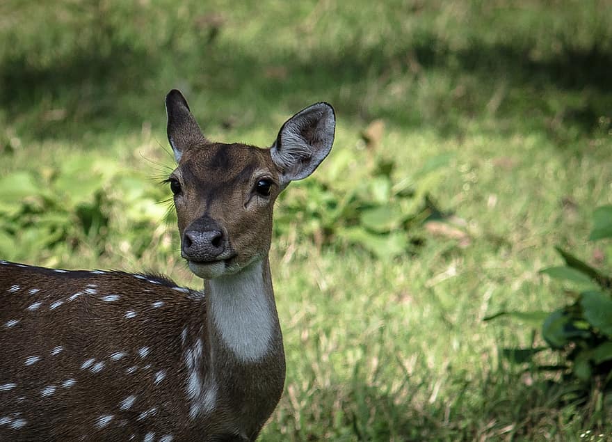 Deer, Forest, Wildlife, Nature, animals in the wild, grass, cute, close-up, looking, animal head, one animal