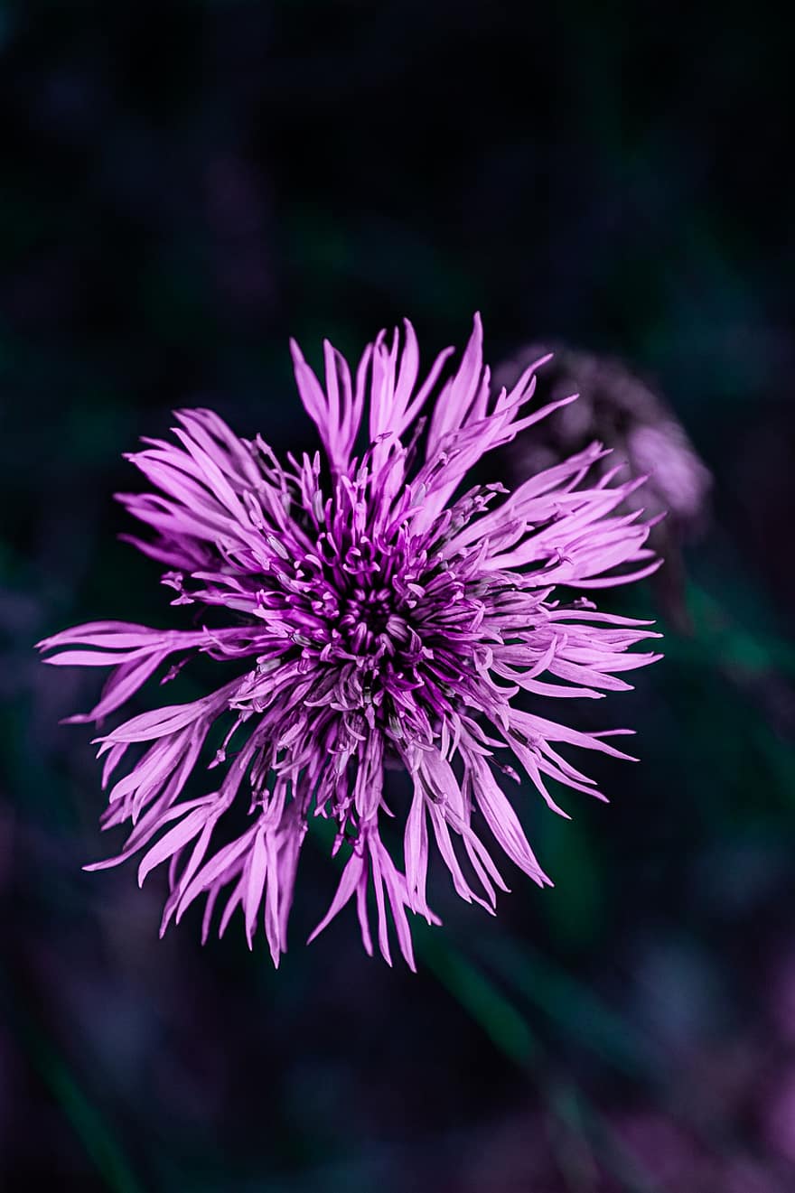 purple flower, garden, nature, close-up, flower, plant, purple, summer, macro, botany, single flower