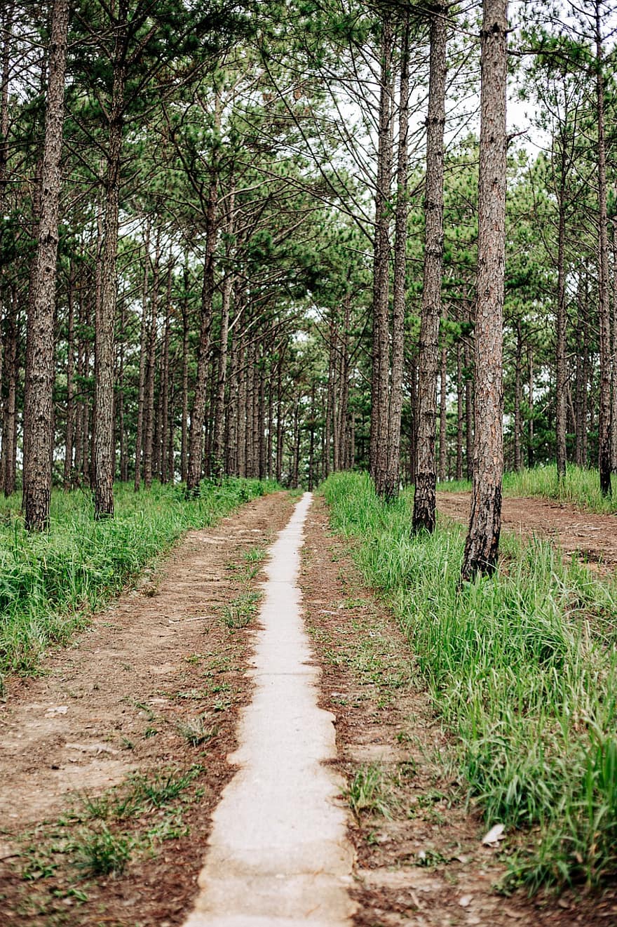 Road, Forest, Trees, Pine Forest, Path, Trail, Landscape, Nature, Pine Trees, Woods, Da Lat