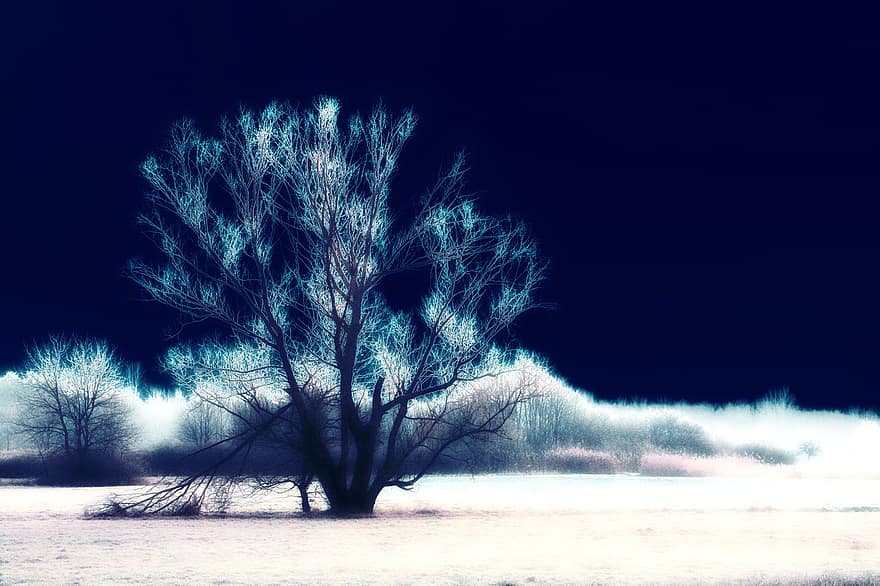 surrealistyczny, drzewo, krajobraz, niebieski, biały, dziwne, efekt, krzaki, krzewy, atmosfera, scena