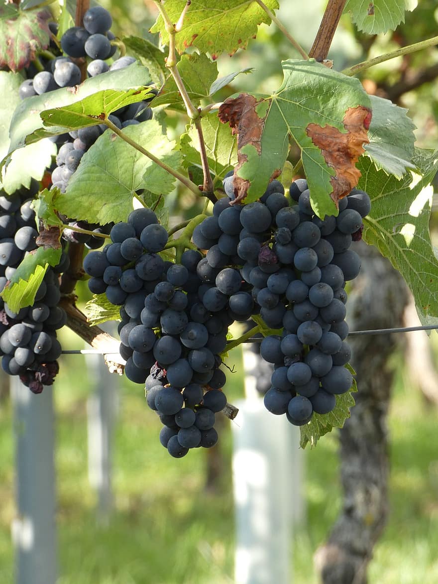 druiven, wijnstok, wijngaarden, oogst, rijp, fruit