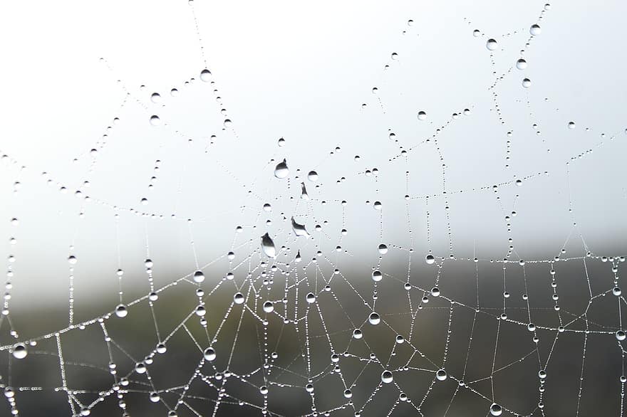 hämähäkinverkko, seitti, kaste, märkä, kastepisaroita, luonto, vesipisaroita, sadepisarat