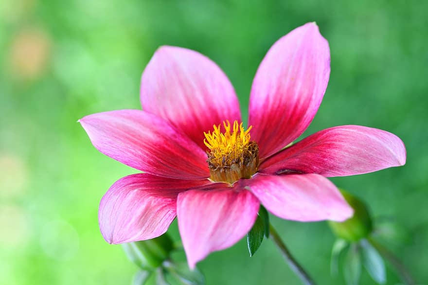 Blume, Pollen, blühen, pinke Blume, rosa Blütenblätter, Blütenblätter, Flora, Blumenzucht, Gartenbau, Botanik, Natur