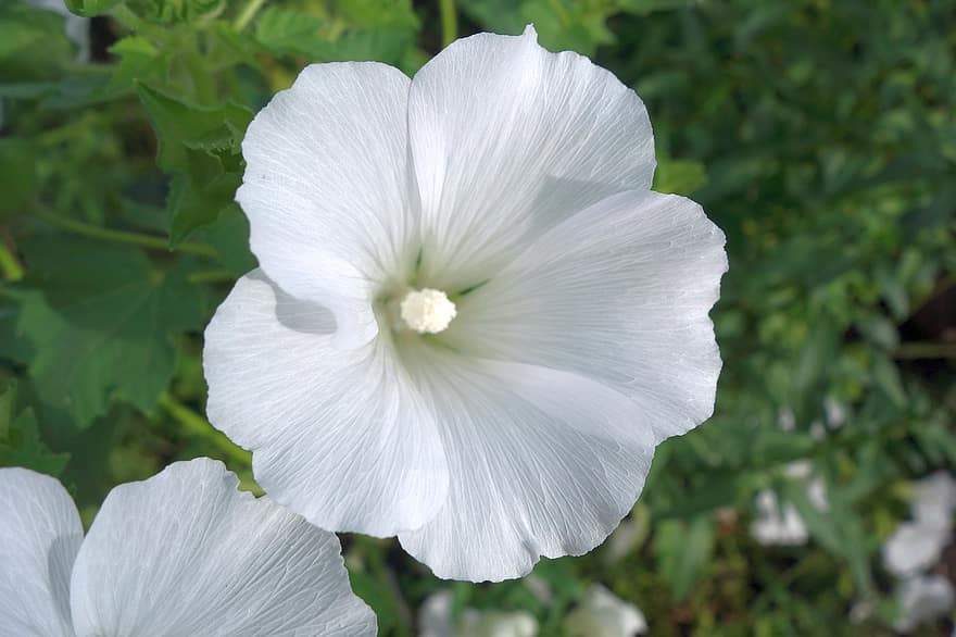 kwiat, biały kwiat, kwitnąć, roślina, Natura, flora, botanika, białe płatki