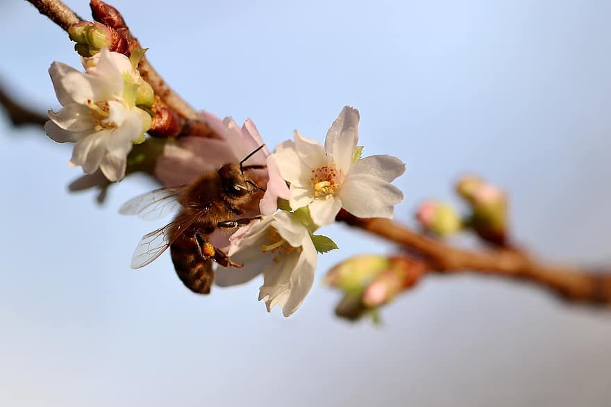 lebah, cherry musim dingin, ceri salju, lebah madu, serangga, ranting berbunga, penyerbukan, mekar, berkembang, cabang