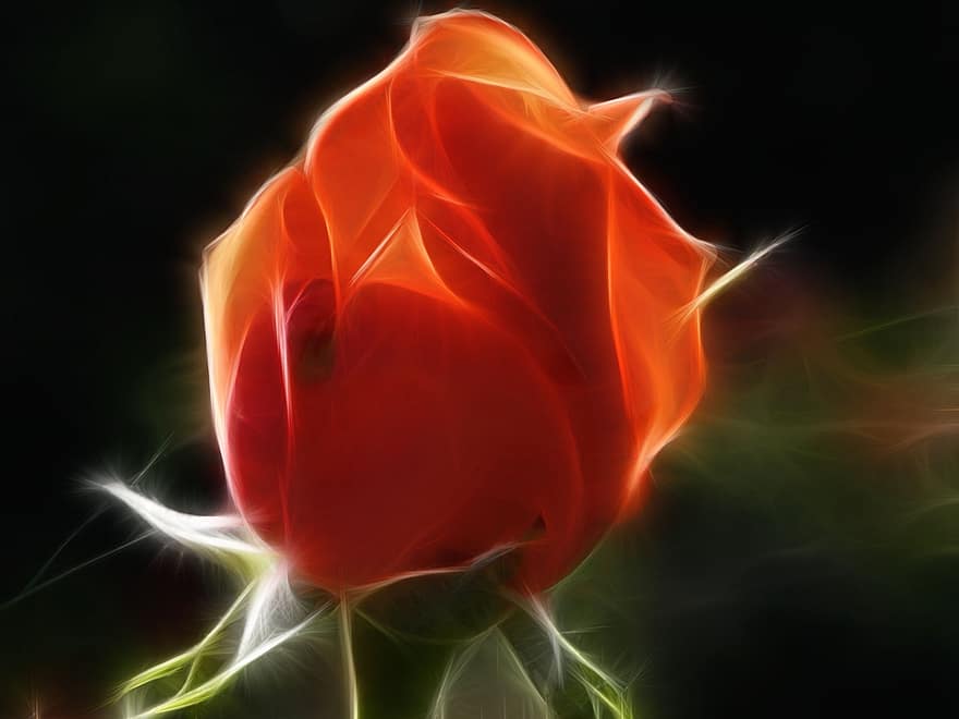 Роза, фрактальный, загорается, прекрасный