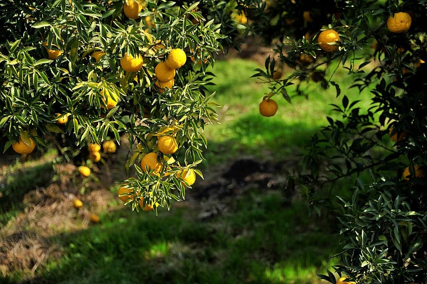lemon, buah-buahan, makanan, segar, sehat, matang, pohon, organik, manis, menghasilkan, tanah pertanian