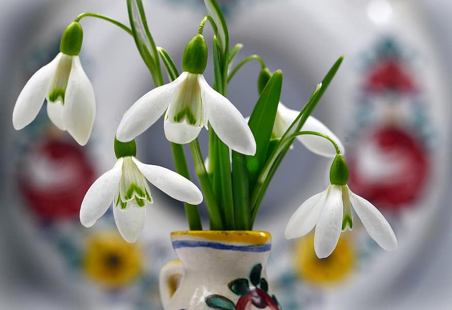 スノードロップ、フラワーズ、白い花、花びら、白い花びら、花、植物、フローラ、咲く、春の花、工場