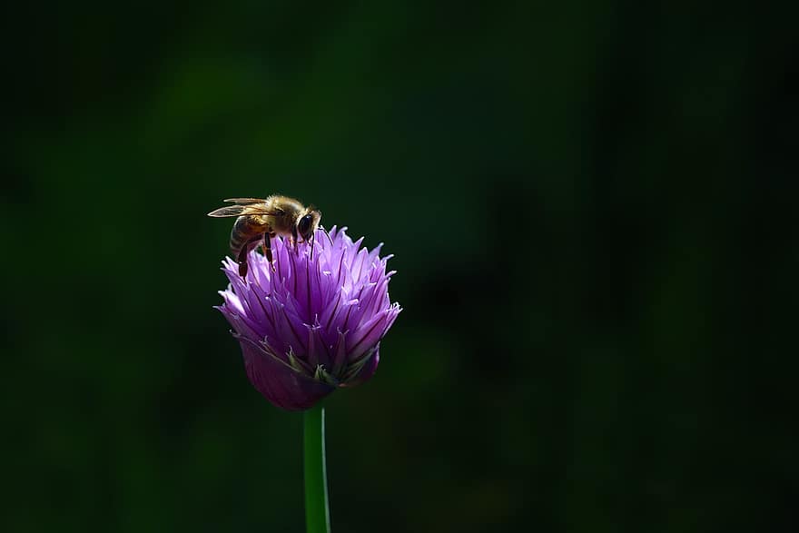flor de cebollí, polinització, abella, naturalesa, jardí, flor de color porpra, flor, primer pla, planta, estiu, insecte
