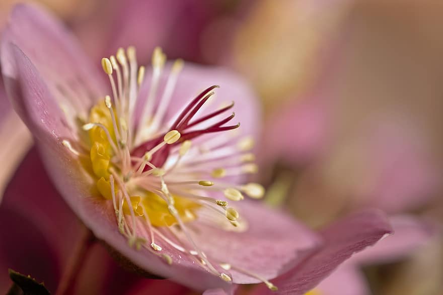 julrose, blomst, anlegg, anemone blanda, hellebore, blomstre, pollenbærere, gummistempel, petals, flora, botanikk