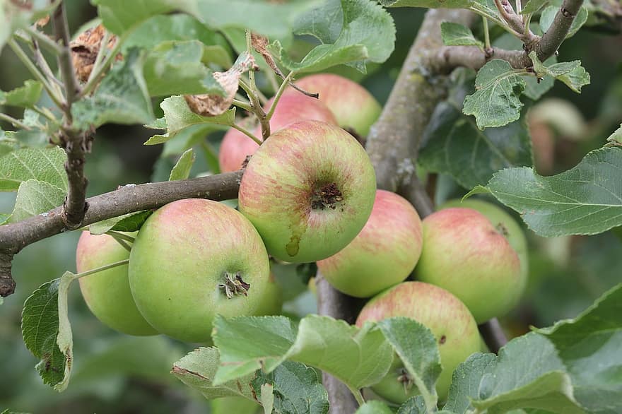 äpple, äppelträd, frukt, grön, hängande, bero, hälsosam, mogen, natur, kernobst gewaechs, vitaminer