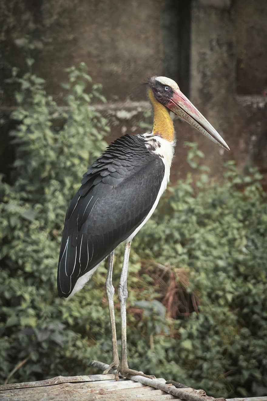 marabou stork, pasăre, barză, marabu, cioc, cu picioare lungi, pene, ave, aviară, ornitologie, supravegherea păsărilor