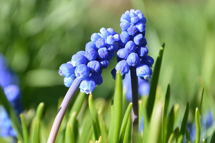Jacinto de uva de jardín, flor, planta, flor azul, pétalos, floración, flora, naturaleza