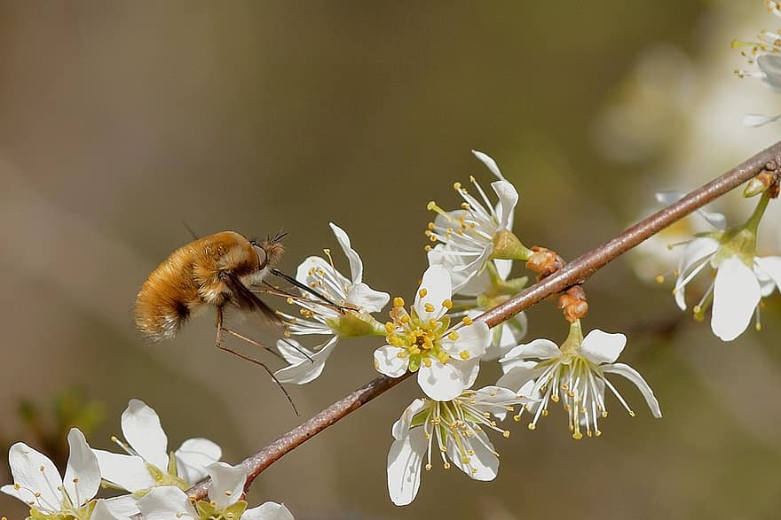 Wollschweber、飛ぶ、受粉する、花、自然、春、閉じる、マクロ、工場、蜂、昆虫
