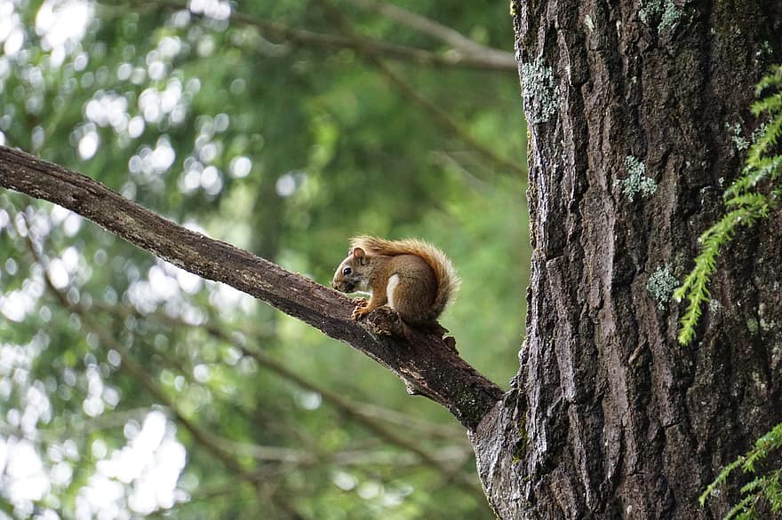 mókus, észak-amerikai mókus, rágcsáló, fa, ág, természet, állat, aranyos, vadvilág, vad